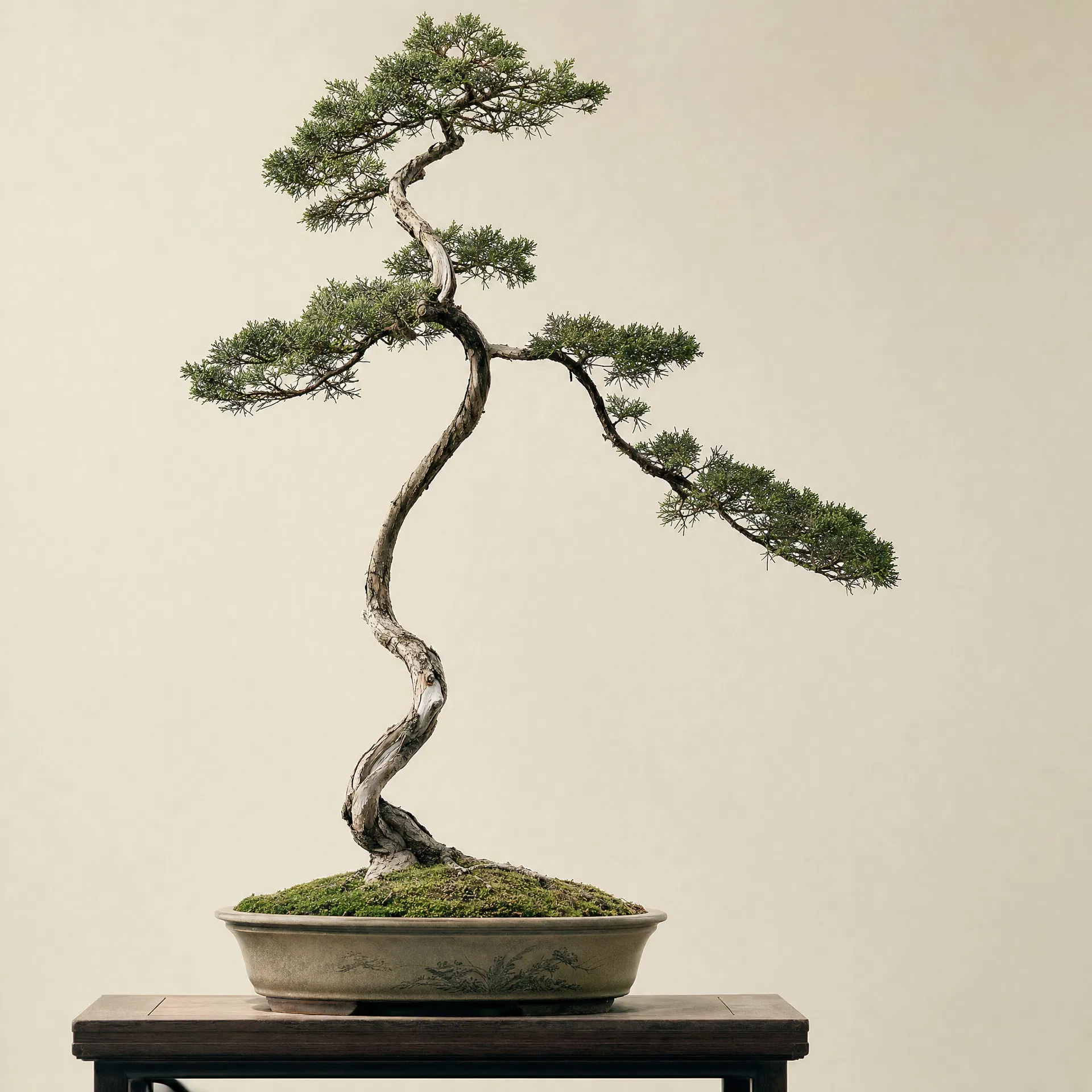 盆景造型师沈砚舟作品肖像